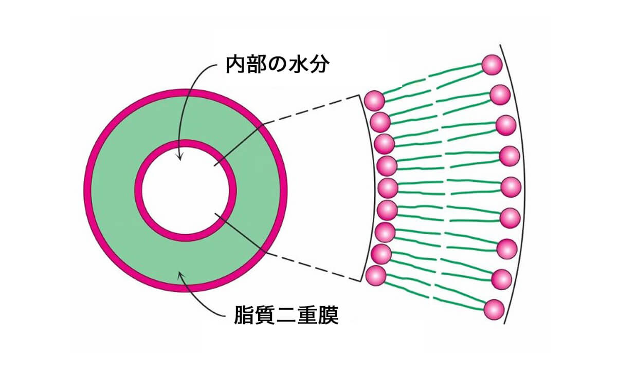 脂質二重膜を作るリン脂質