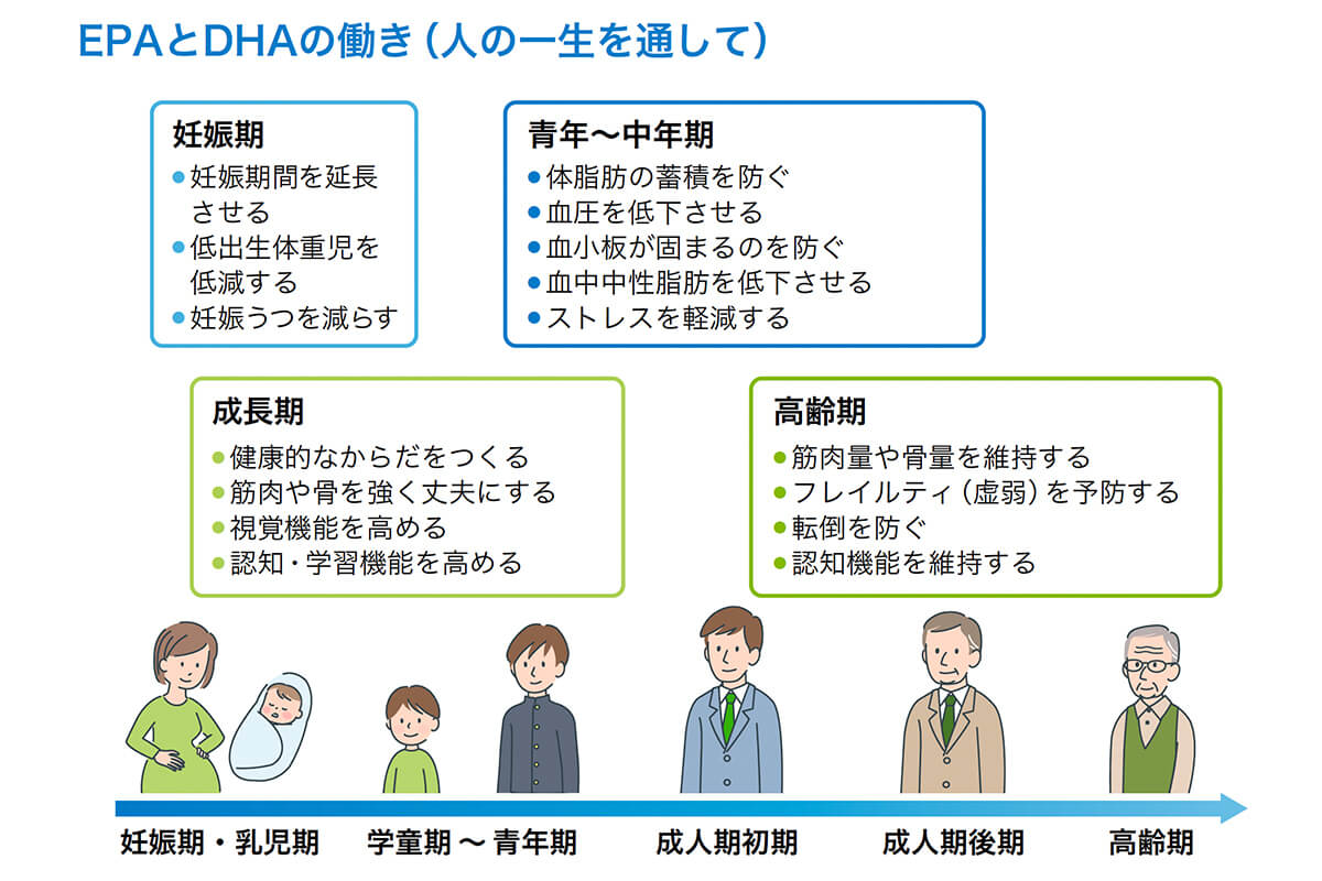 EPAとDHAの働き（人の一生を通して）