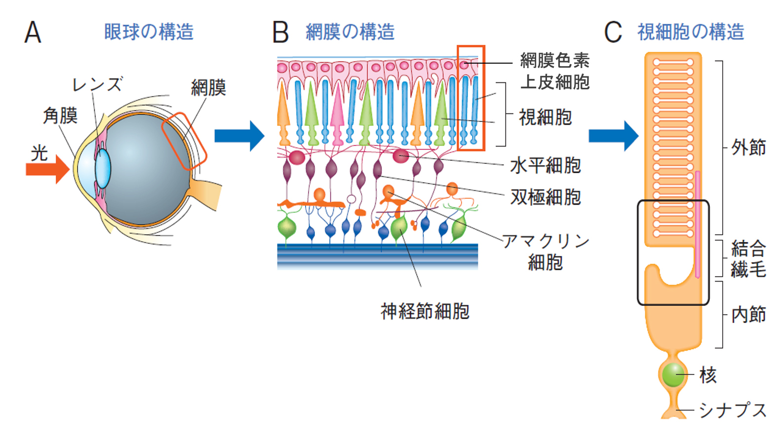 網膜の構造