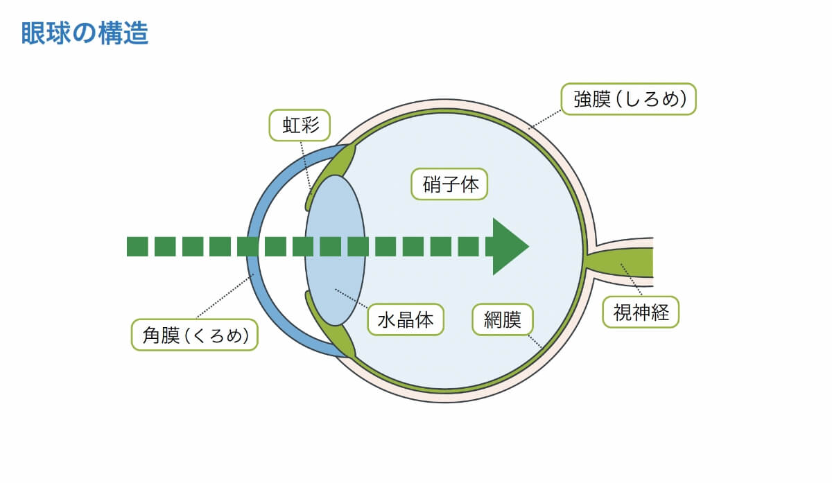 眼球の構造