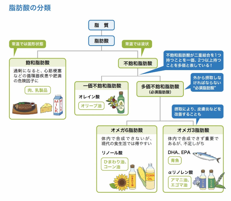 脂肪酸の分解