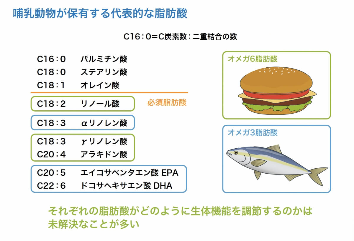 哺乳動物が保有する代表的な脂肪酸