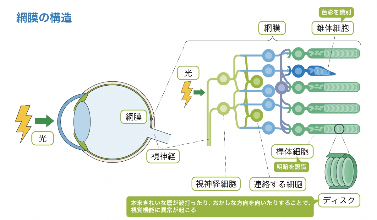 網膜の構造