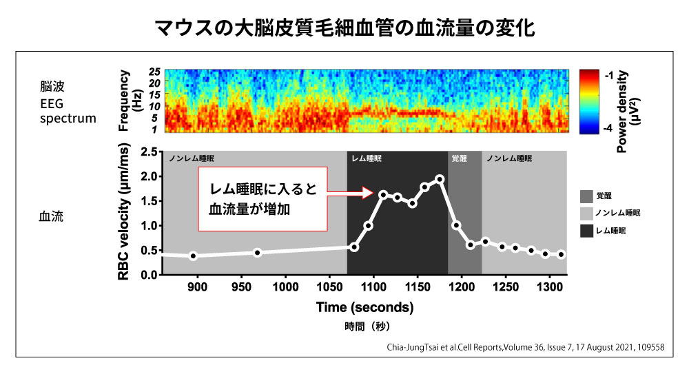 レム睡眠時の大脳皮質の血流量は、起きているときの2倍近い