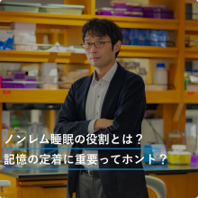 ノンレム睡眠の役割とは？記憶の定着に重要ってホント？